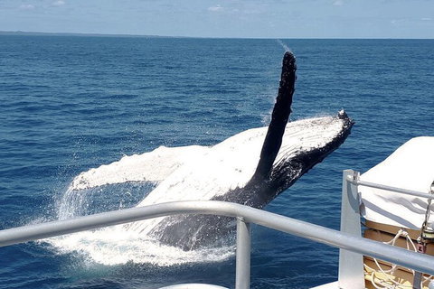 Half-Day Whale Watching In Urangan - Tourism Search 3