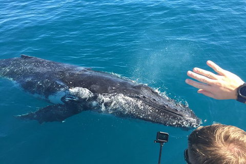 Half-Day Whale Watching In Urangan - Tourism Search 6