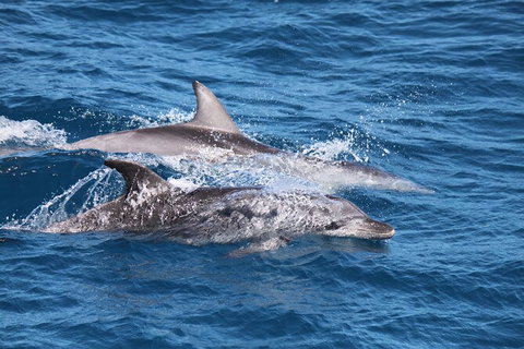 Sandy Straits Scenic & Wildlife Cruise - Tourism Search 1