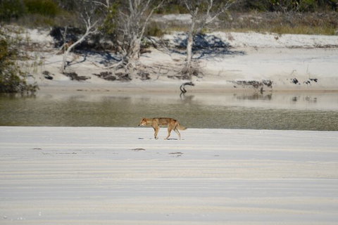 Sandy Straits Scenic & Wildlife Cruise - Tourism Search 10