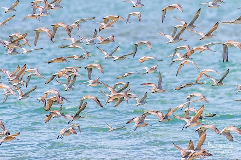 Sandy Straits Scenic & Wildlife Cruise - Tourism Search 4