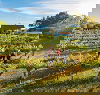 Barossa Valley Highlights from Barossa Valley Including Wine and Cheese Tasting - Tourism Search