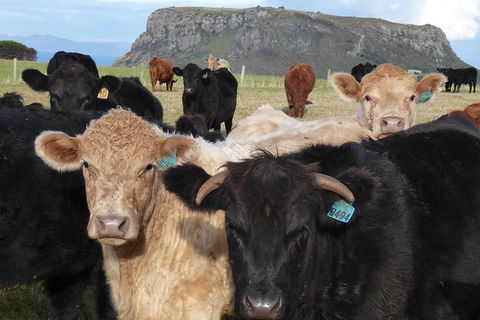 Cruise Ship Excursion: Stanley - Tourism Search 1