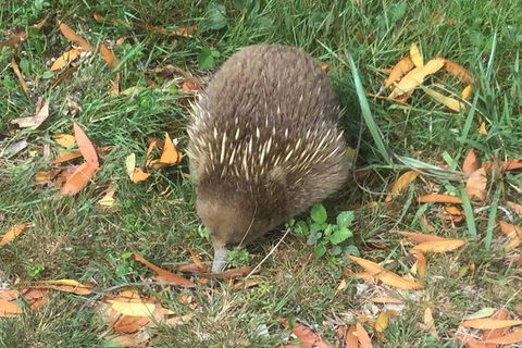 Cruise Ship Excursion: Stanley - Tourism Search 4