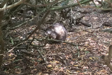 Cruise Ship Excursion: Stanley - Tourism Search 13