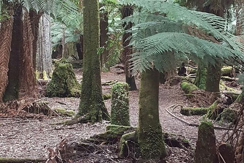 Cruise Ship Excursion: Stanley - Tourism Search 8