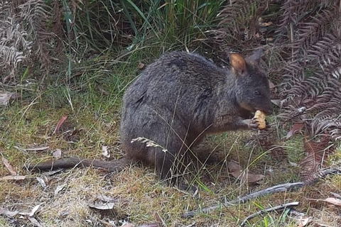 Cruise Ship Excursion: NW Tassie Coastal Explorer - Tourism Search 5