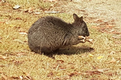 Cruise Ship Excursion: NW Tassie Coastal Explorer - Tourism Search 4