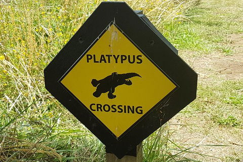 Cruise Ship Excursion: NW Tassie Coastal Explorer - Tourism Search 11