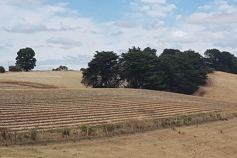 Cruise Ship Excursion: NW Tassie Coastal Explorer - Tourism Search 9