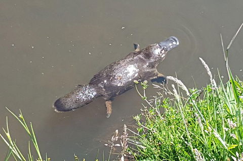 Cruise Ship Excursion: NW Tassie Coastal Explorer - Tourism Search 0