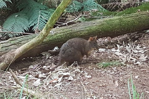Cruise Ship Excursion: NW Tassie Coastal Explorer - Tourism Search 1