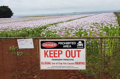 Cruise Ship Excursion: NW Tassie Coastal Explorer - Tourism Search 10