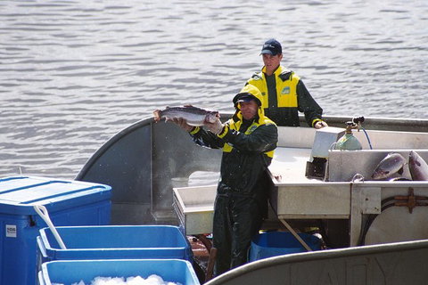 Afternoon Gordon River Dinner Cruise - Departing 3pm - Tourism Search 3