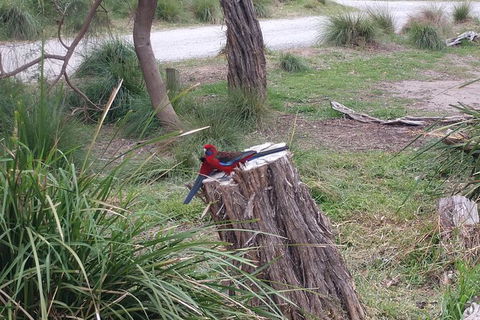 Wilsons Promontory Brainstorming Escape - Tourism Search 5