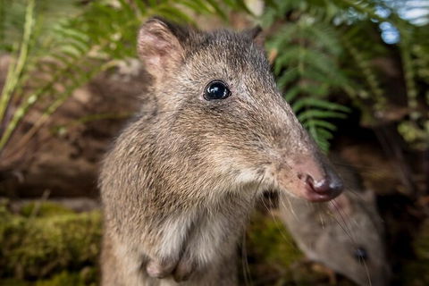 Walk With Wildlife: Guided Tour In Great Ocean Road - Tourism Search 1