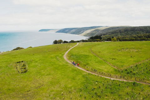 Walk With Wildlife: Guided Tour In Great Ocean Road - Tourism Search 3