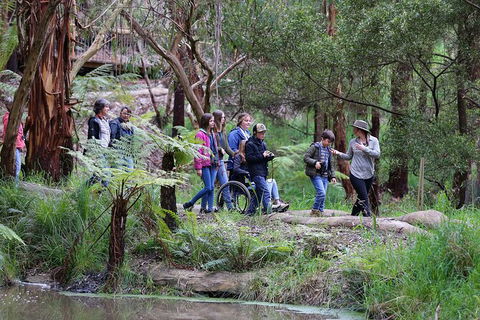Walk With Wildlife: Guided Tour In Great Ocean Road - Tourism Search 4