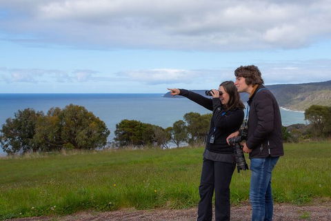 Walk With Wildlife: Guided Tour In Great Ocean Road - Tourism Search 5