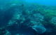 Rottnest Island Dive & Snorkel Day Trips - thumb 3