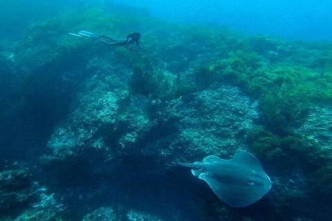 Rottnest Island Dive & Snorkel Day Trips - Tourism Search 3