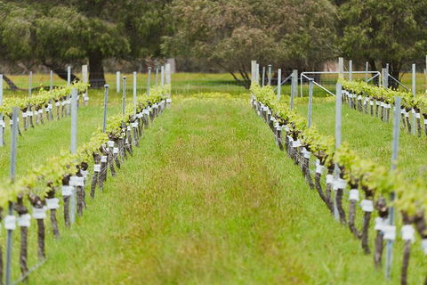 Organic Vineyard/Farm Tour - Tourism Search 4