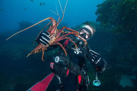 Rottnest Island Deep Dive Day Trips - Tourism Search 0