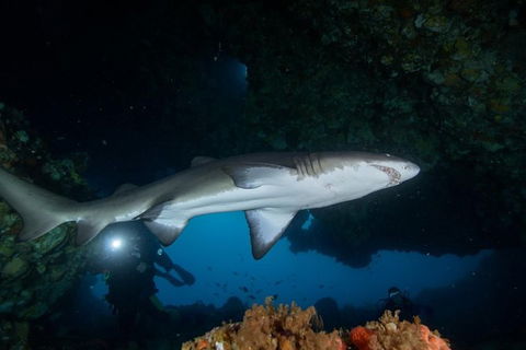Rottnest Island Deep Dive Day Trips - Tourism Search 1