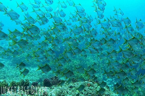 Single Boat Dive - Tourism Search 3