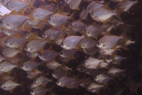 Single Boat Dive - Tourism Search 4
