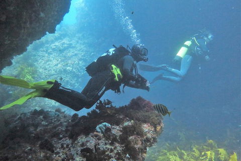 Single Boat Dive - Tourism Search 2