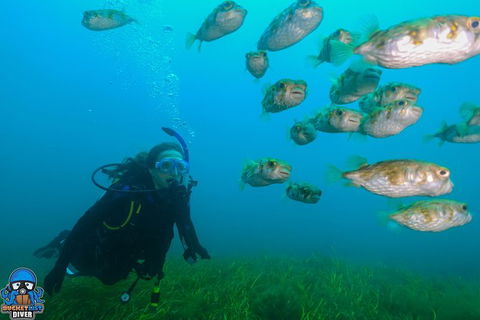 Single Boat Dive - Tourism Search 5