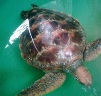 Australian Seabird Rescue - Tourism Search