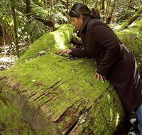 Washpool National Park - Washpool Walk - Tourism Search