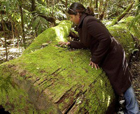 Washpool National Park - Washpool Walk - Tourism Search 0