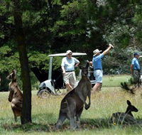 Glen Innes Golf Club - Tourism Search