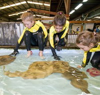 Australian Shark and Ray Centre - Tourism Search