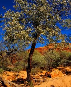 Mt Romance Australia Pty Ltd - Tourism Search 0