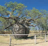 Boab Prison Tree - Tourism Search