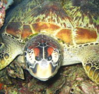 Adrenalin Snorkel and Dive - Tourism Search