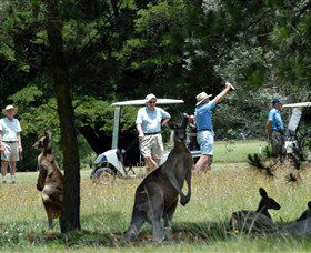 Gibraltar Range NSW Tourism Search