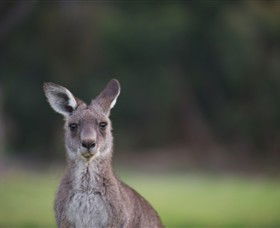 Anglesea Golf Club - Tourism Search 6