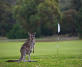 Anglesea Golf Club - Tourism Search 0