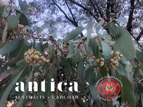 Antica Australis - Winter Fire Festival - Tourism Search 0