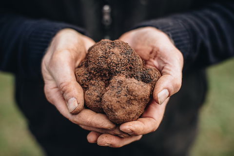 A Taste Of Truffles - Tourism Search 0