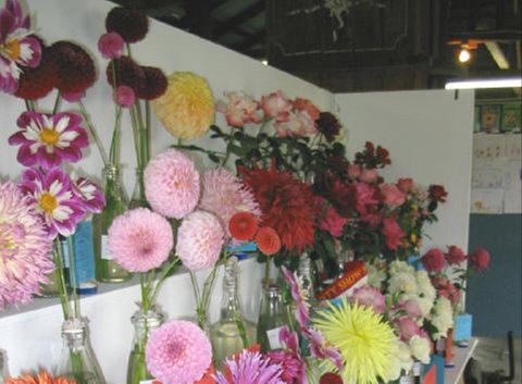 Dalgety Show - Tourism Search 0