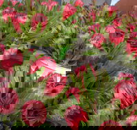 Junee Rotary Farmers Markets - Tourism Search