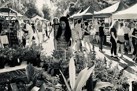 Yamba Farmers And Producers Market - Tourism Search 0