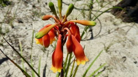 Australian Flora: Past, Present And Future - Tourism Search 0