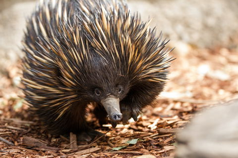 Aussie Wildlife Course - October Condensed Weekend Course - Tourism Search 0